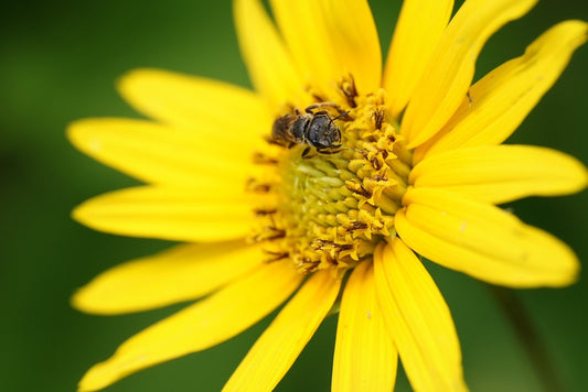 Helianthus Carnosus "Lakeside Sunflower"