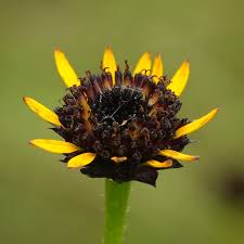 Helianthus Radula "Rayless Sunflower"