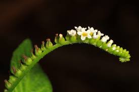 Heliotropium Angiospermum " Scorpiontail"