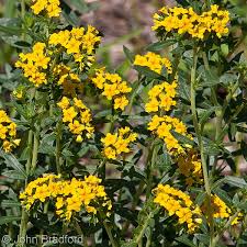 Heliotropium Polyphyllum " Pineland Heliotrope"