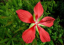 Hibiscus Coccineus "Scarlet Hibiscus"