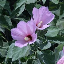 Hibiscus Grandiflorus "Swamp Rosemallow"