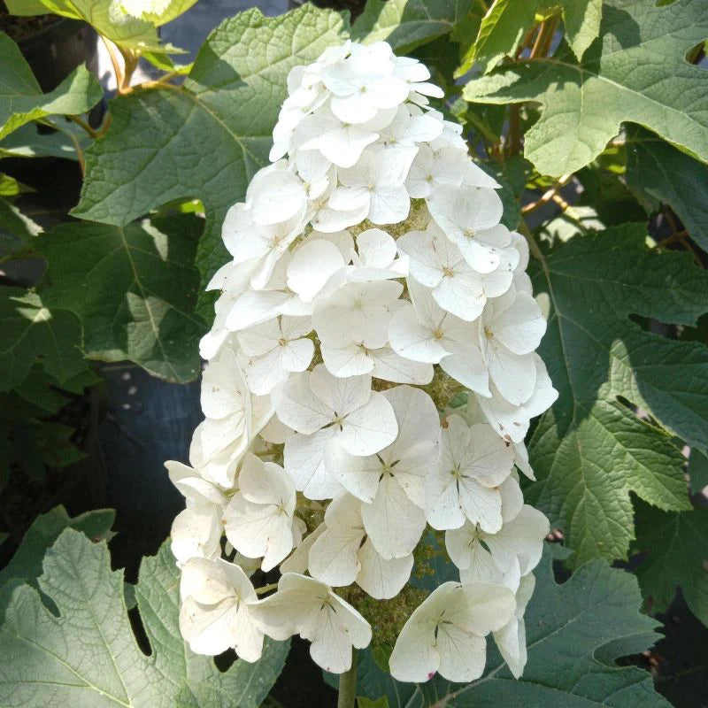 Hydrangea Quercifolia " Oakleaf Hydrangea"