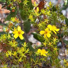 Hypericum Tenuifolium "St Johns Wort"