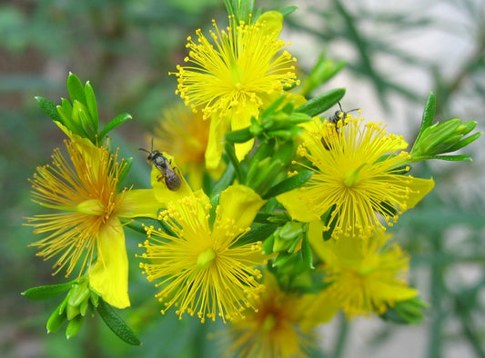 "Hypericum Densiflorum "Bushy St. John's Wort"