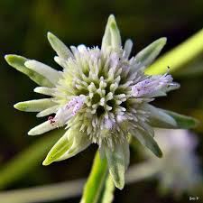Hyptis Alata "Clustered Bushmint"
