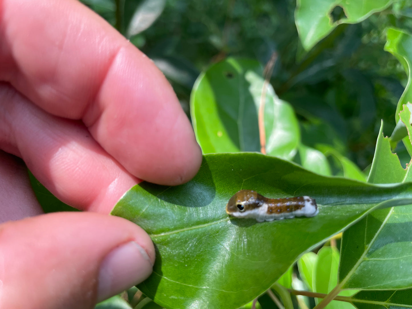 spicebush swallowtail caterpillar  on his host plant camphor tree
