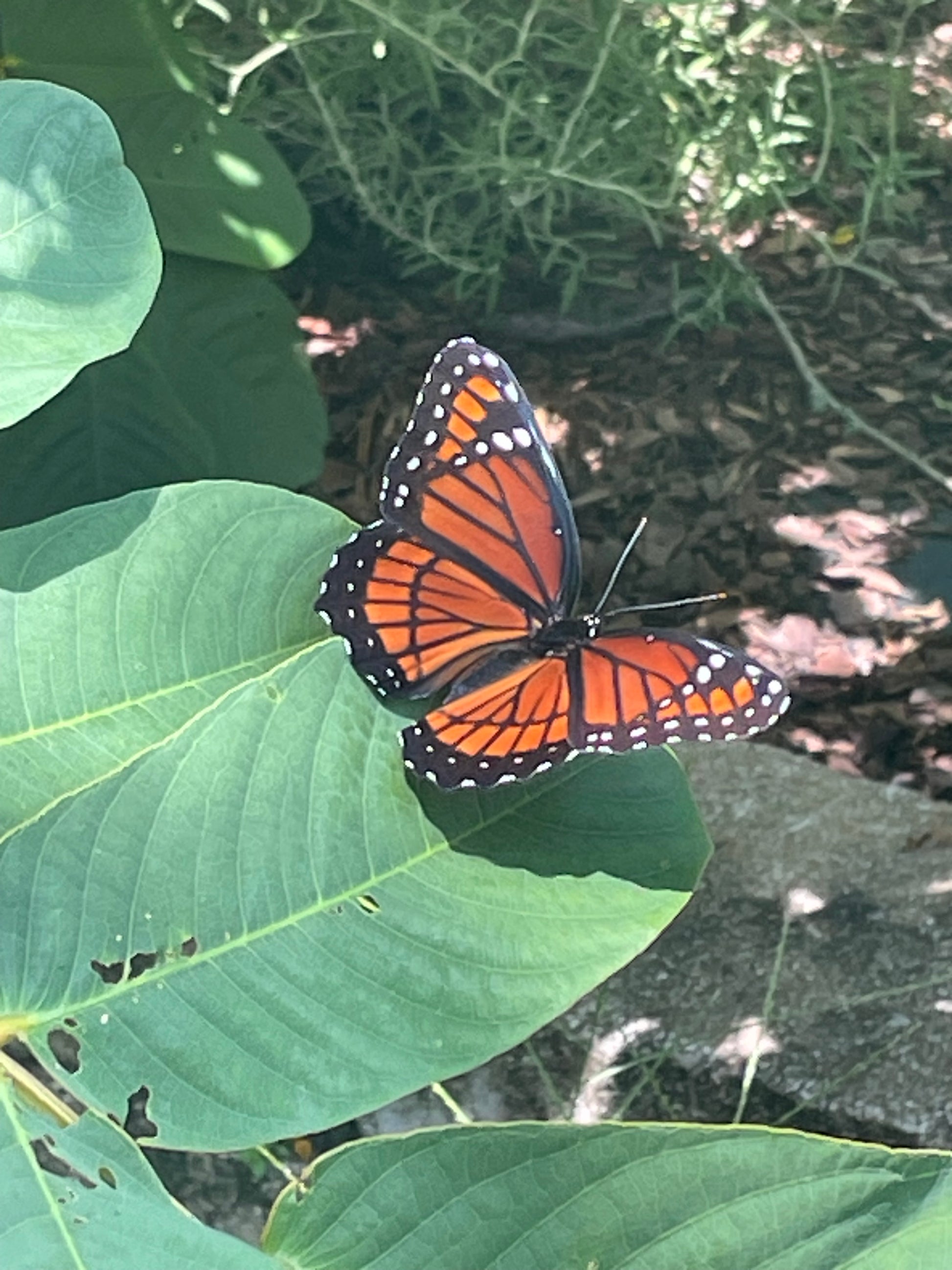 viceroy butterfly on a cassia alata leaf
