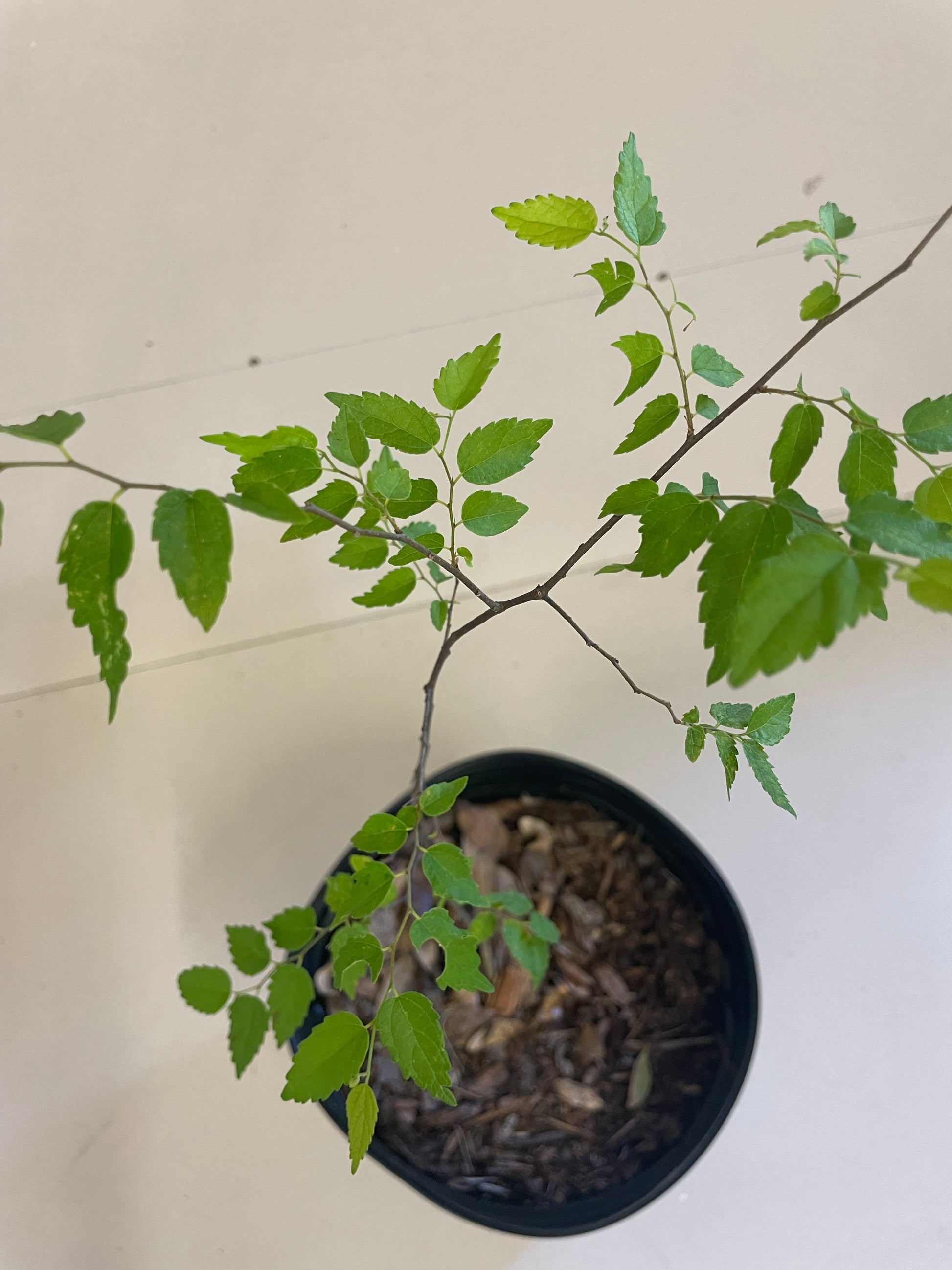young celtis laevigata " sugar berry" is host plant for  American snout butterfly