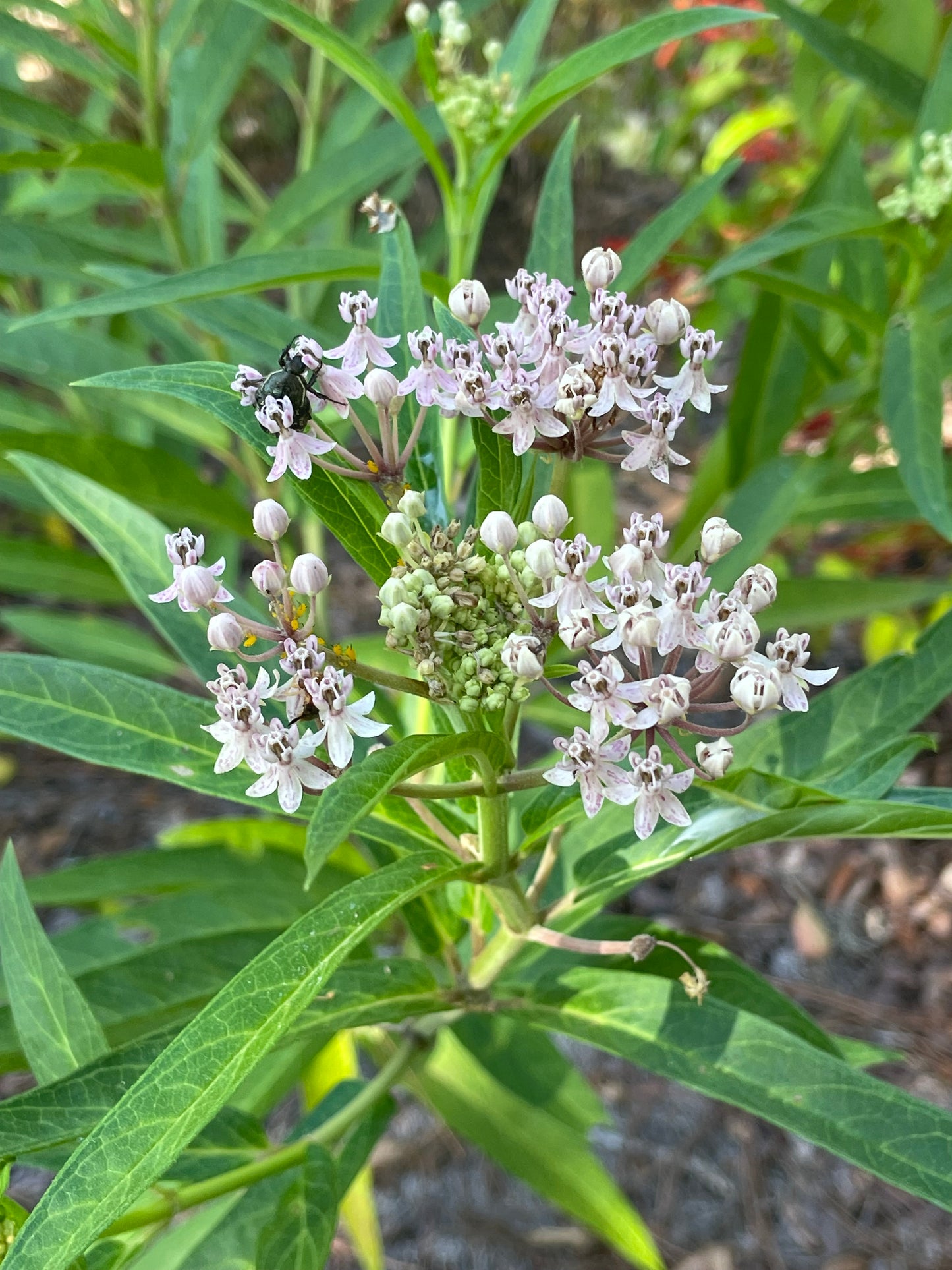 Asclepias incarnata "swamp milkweed" flowers host plant for monarch, queen, soldier butterfly