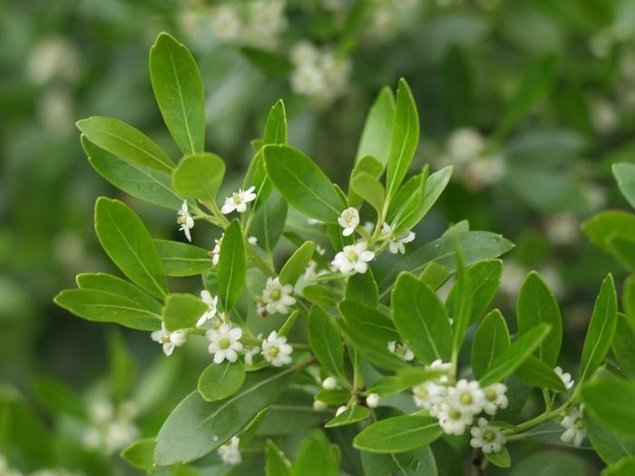 Ilex Glabra "Gallberry"