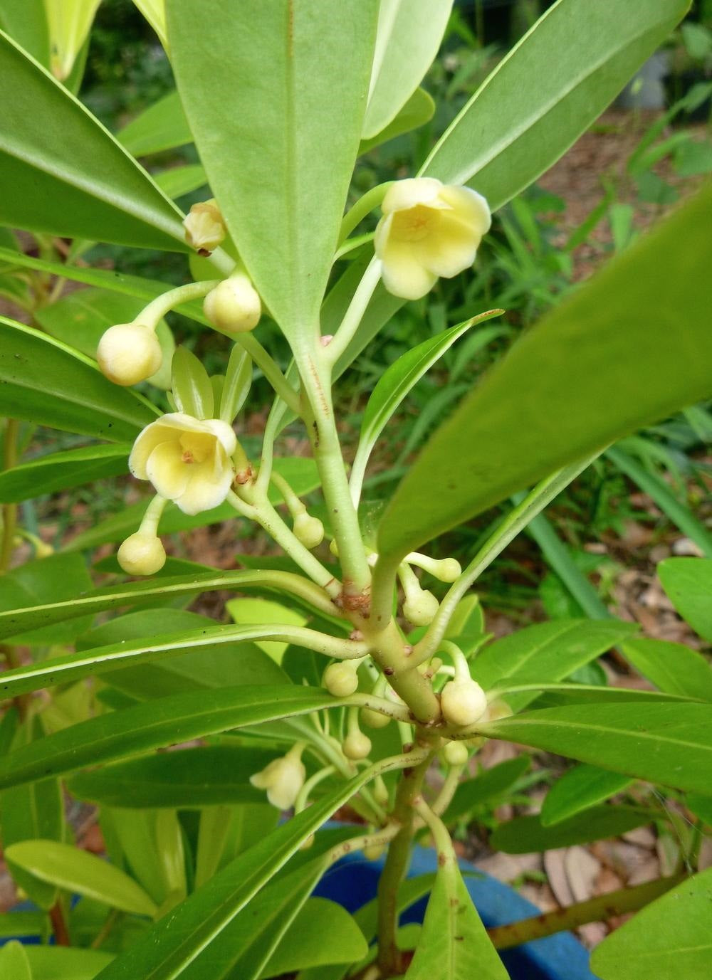 Illicium Parviflorum "Yellow Anise"