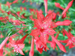 Ipomopsis Rubra "Standing Cypress"