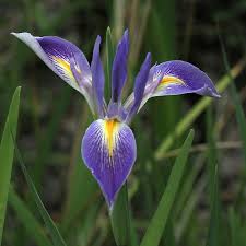 Iris "Prairie Blueflag"