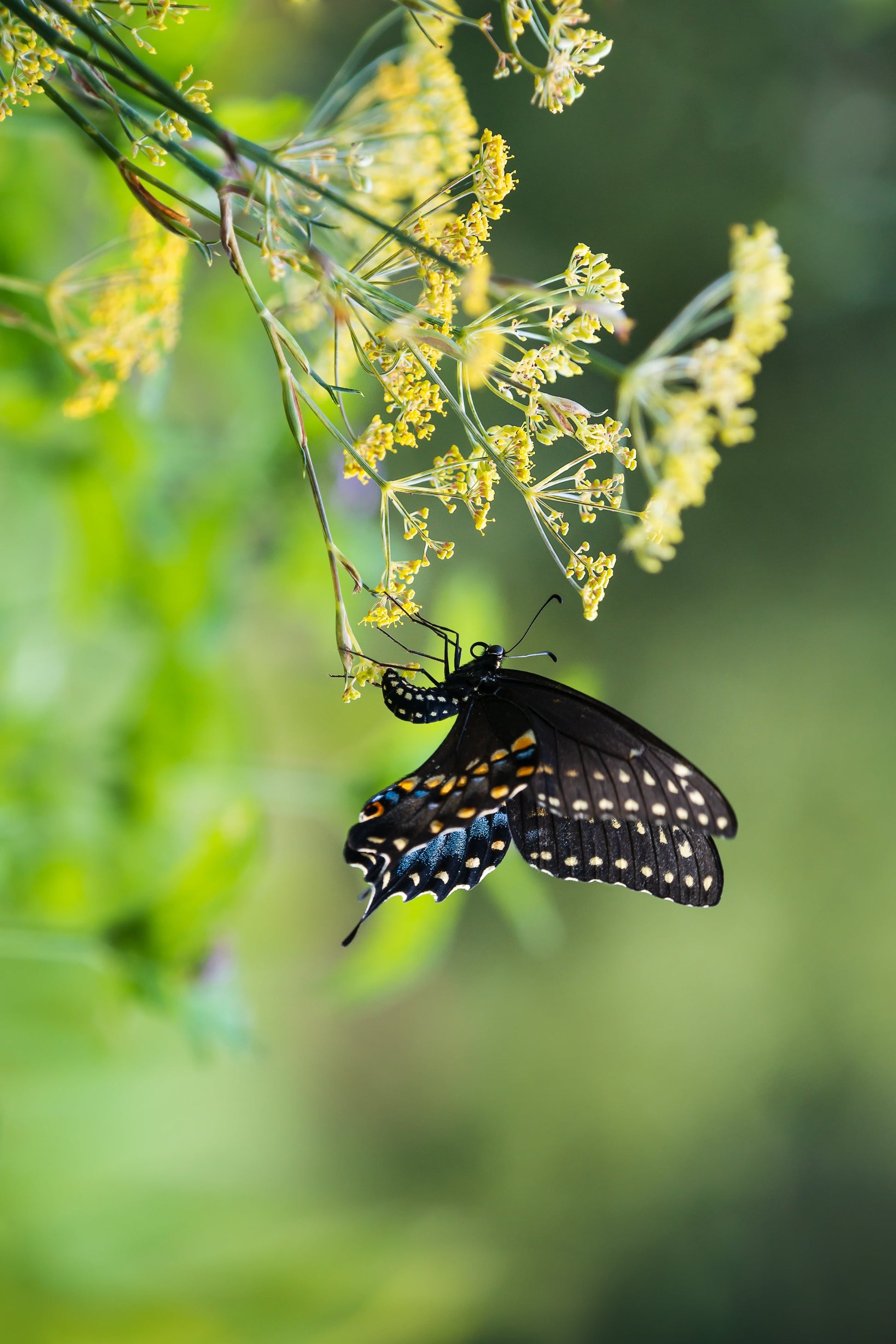 black swallowtail butterfly on host dill plant