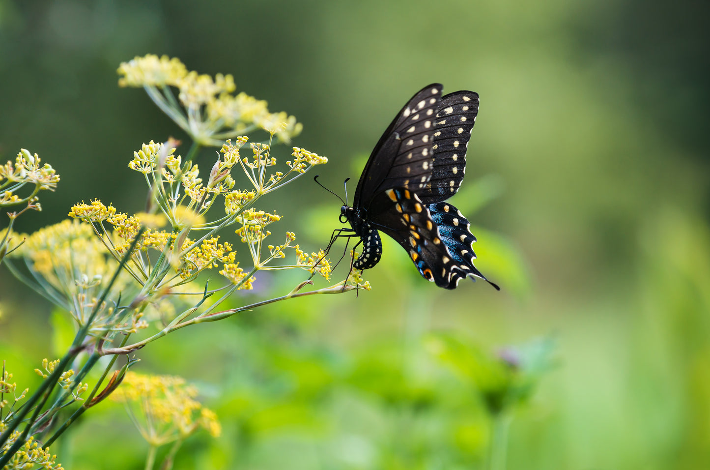 black swallowtail on his host plant dill