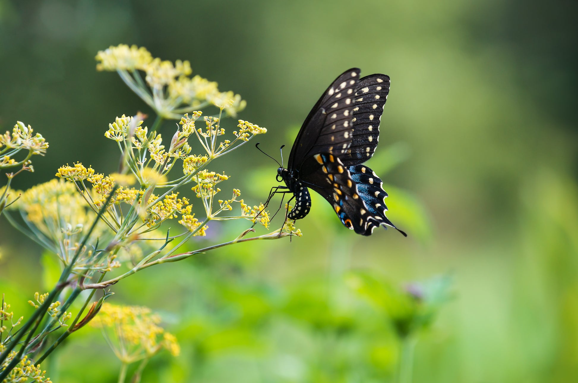 Black swallowtail butterfly on his host plant Daucus carota " wild carrot"