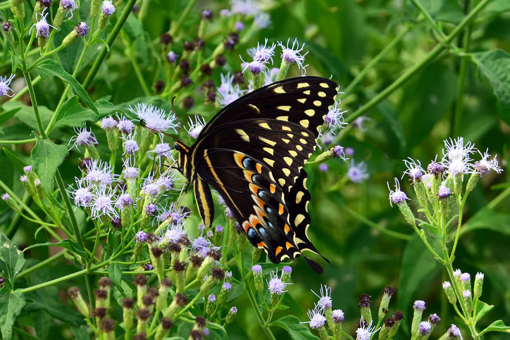 palamedes swallowtail on his nectar flowers
