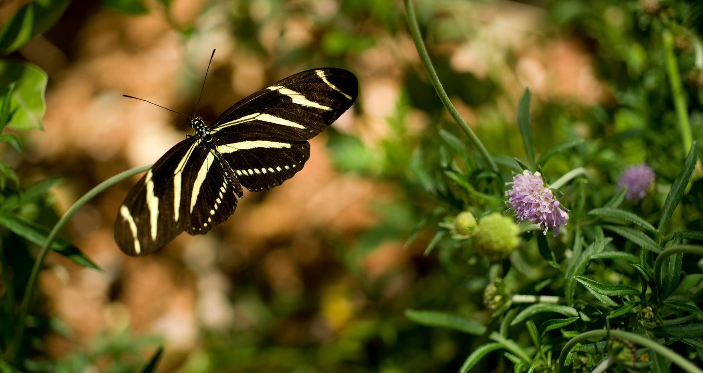 zebra longwing butterfly on a nectar flower