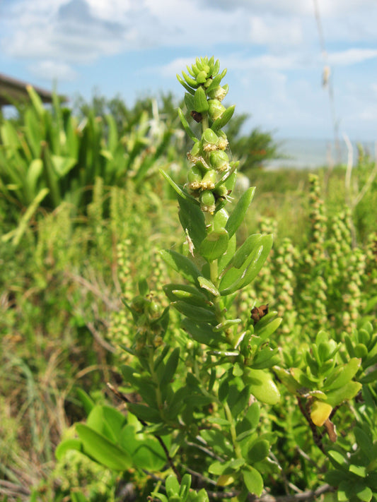 Iva Imbricata "Beach Elder"