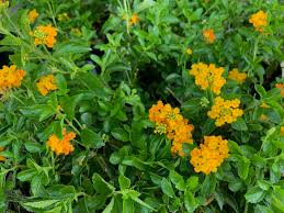 Lantana Depressa "Pineland Lantana"