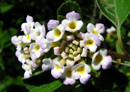 Lantana Involucrata "Buttonsage"