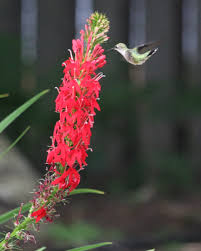 Lobelia Cardinalis " Cardinal Flower"