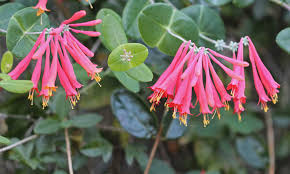 Lonicera Sempervirens "Coral Honeysuckle"