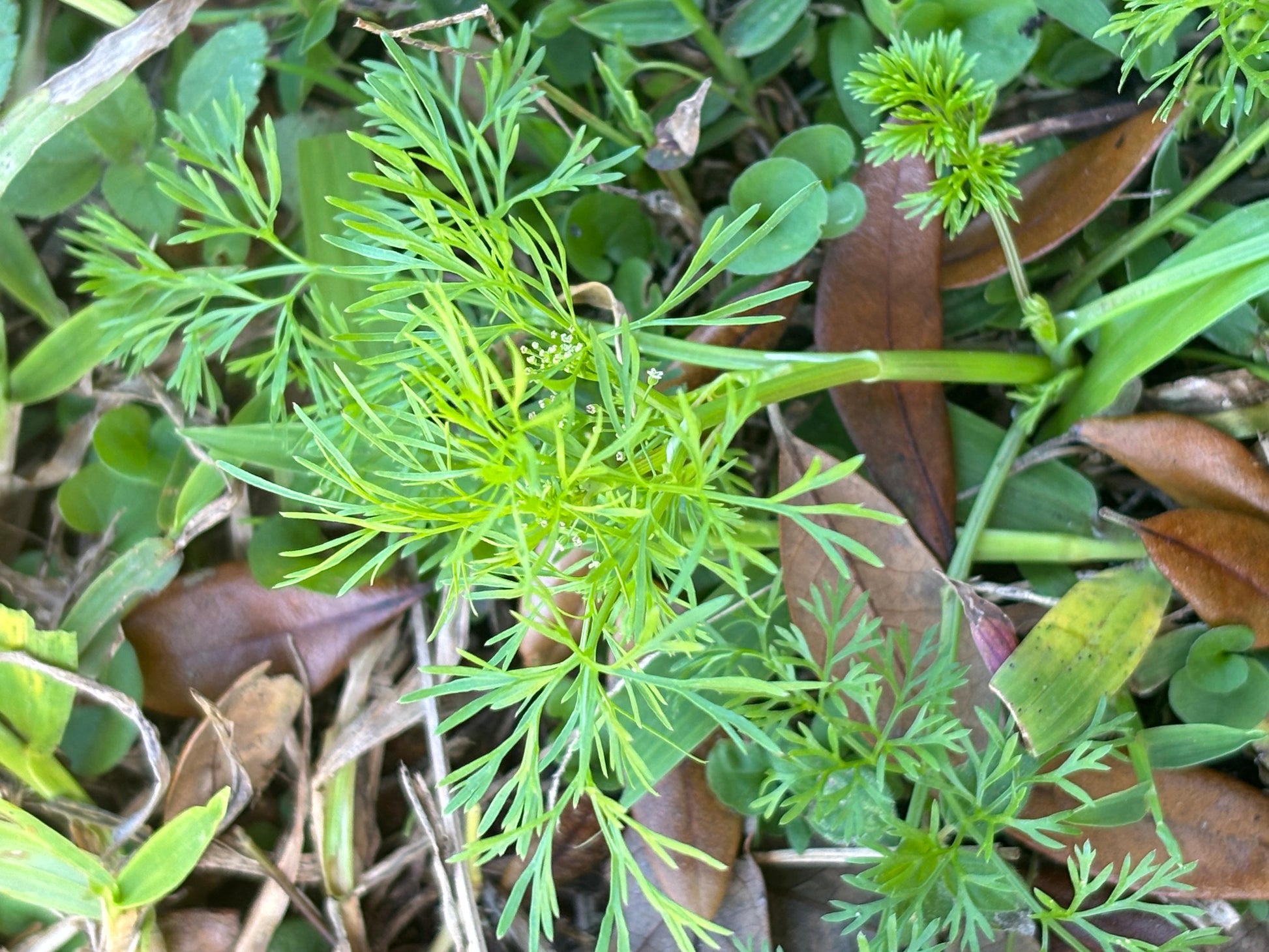 mock bishop's weed is important host plant for the black swallowtail butterfly