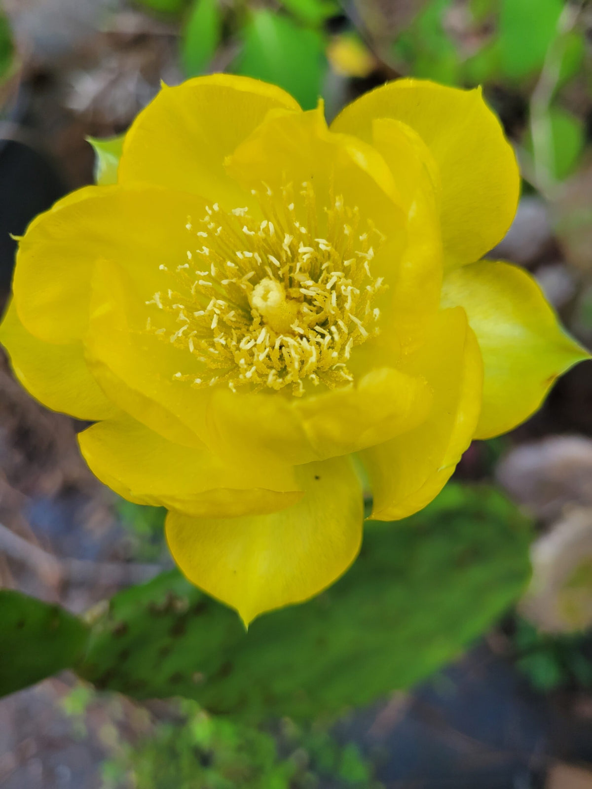 Opuntia "Prickly Pear Cactus"
