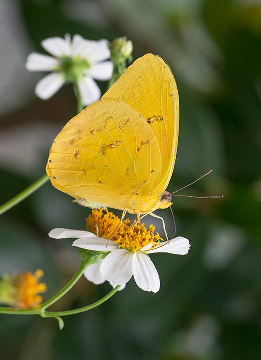 orange barred sulphur butterfly on white alba biden flowers