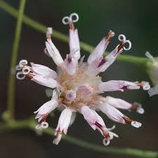 Palafoxia Integrifolia "Palafoxia"