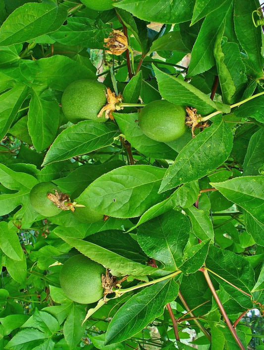 Passiflora Incarnata vine is a host plant for longwing butterflies