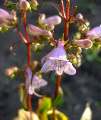 Penstemon Laevigatus "Pink Beardtongue"