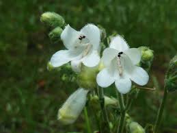 Penstemon Multiflorus "White Beardtongue"
