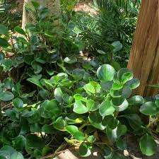 Peperomia Obtusifolia "Baby Rubber Plant"