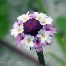 Phyla Nodiflora "Frogfruit"