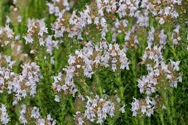 Piloblephis Rigida "Pennyroyal"