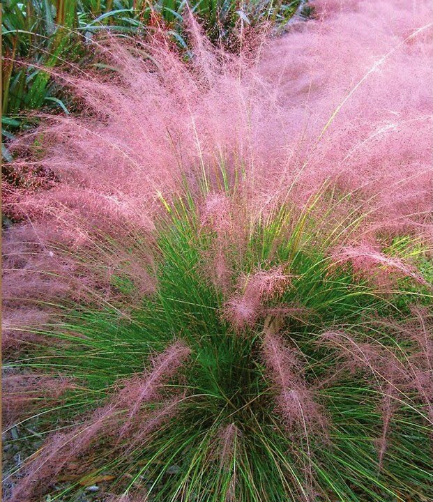 Muhlenbergia Capillaris "Pink Muhly Grass"