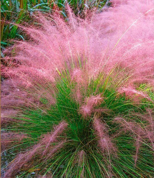 Muhlenbergia Capillaris "Pink Muhly Grass"