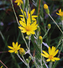 Pityopsis Graminifolia  "Silver Leaved Aster"