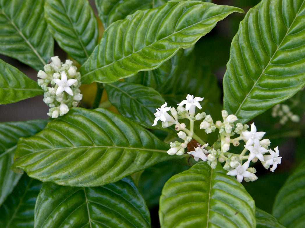 Psychotria Nervosa-Little Psycho "Dwarf Wild Coffee"