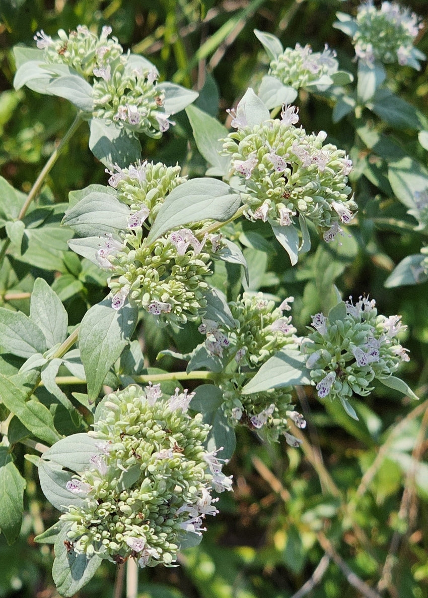 Pycnanthemum Albescent "Whiteleaf Mountain Mint"