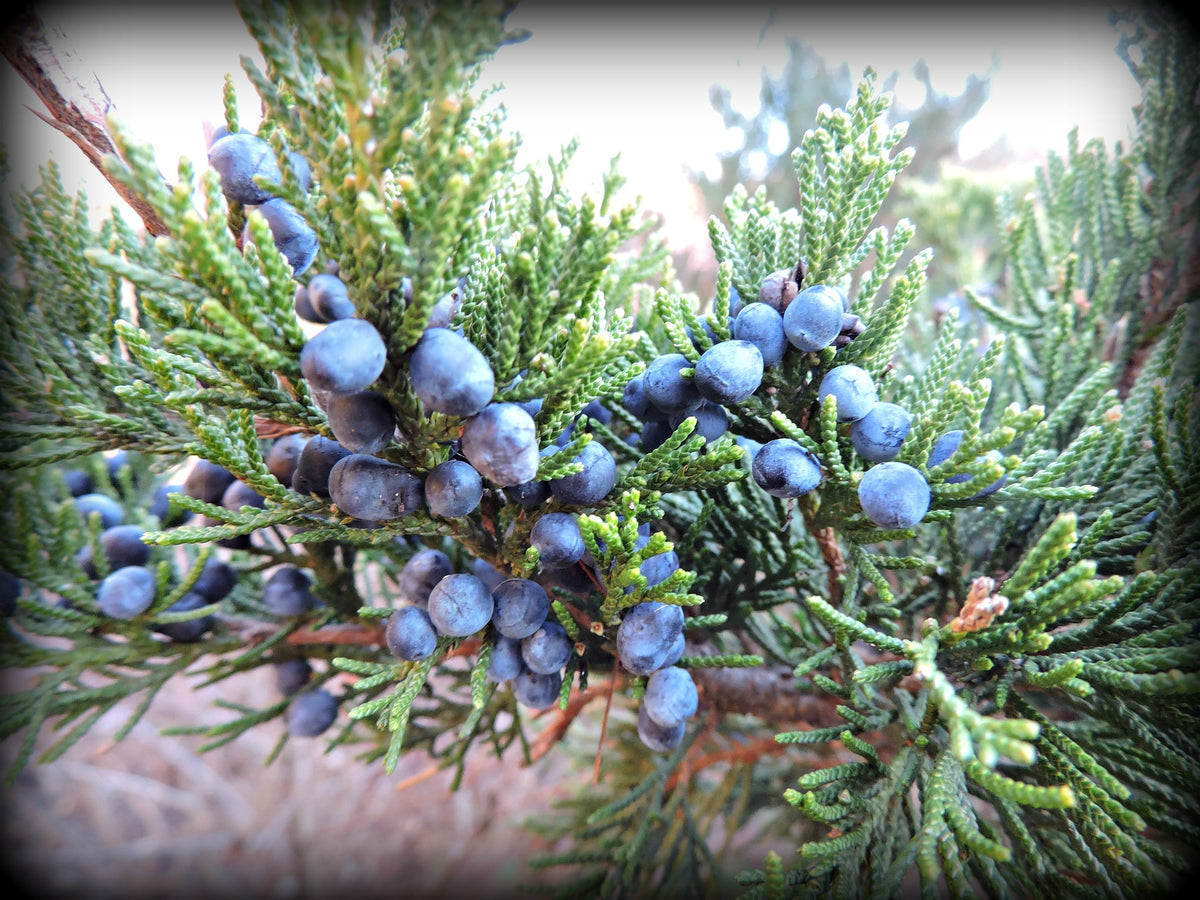 Juniperus Virginiana "Eastern Red Cedar"
