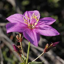Rhexia Spp. "Meadow Beauty"