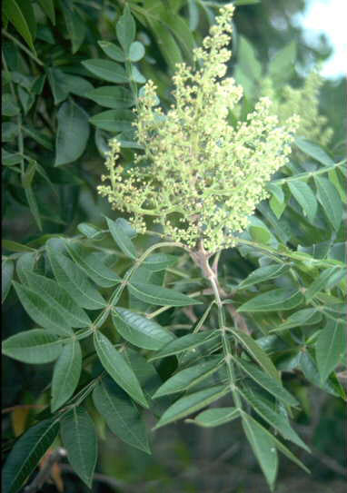 Rhus Copallinum " Shining Sumac"