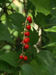 Rivina Humilis "Rougeplant"