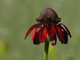 Rudbeckia Graminifolia "Grassleaf Coneflower"