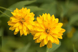 Rudbeckia Laciniata "Cutleaf Coneflower"