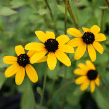 Rudbeckia Triloba "Brown Eyed Susan"